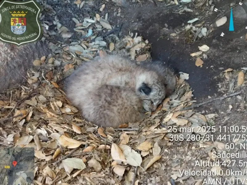 Abuela lince con tres huérfanos