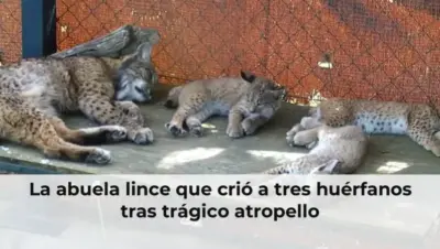 Abuela lince con tres huérfanos