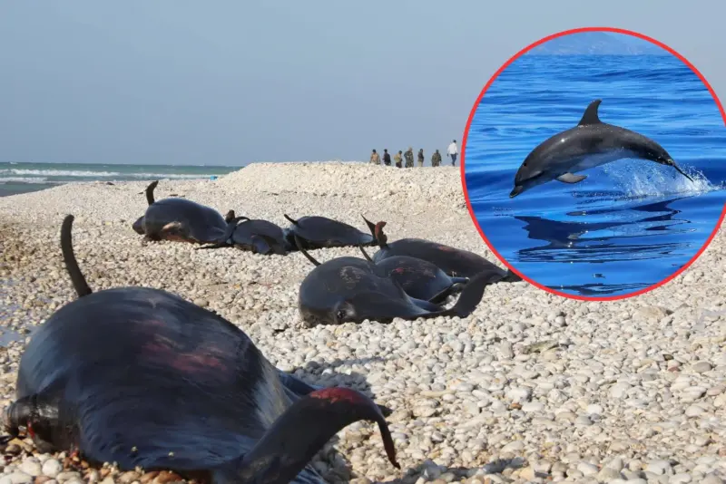 Orcas y delfines en playa de Patagonia