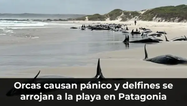 Orcas y delfines en playa de Patagonia